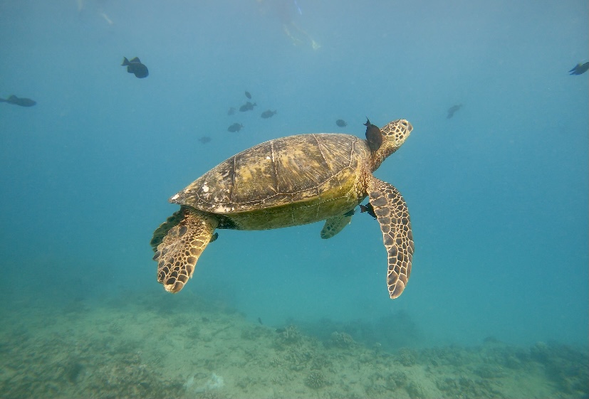 turtle and fish in waikiki