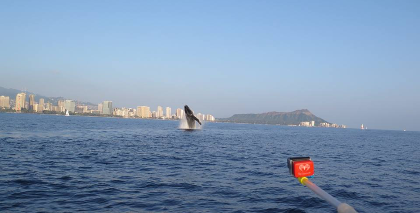 whale jumping out of water on ohau what watch cruise