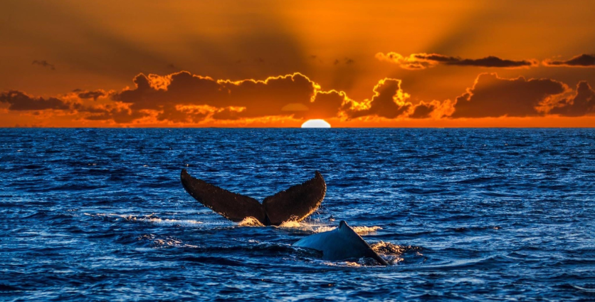 The Ultimate Guide to Whale Watching in Honolulu