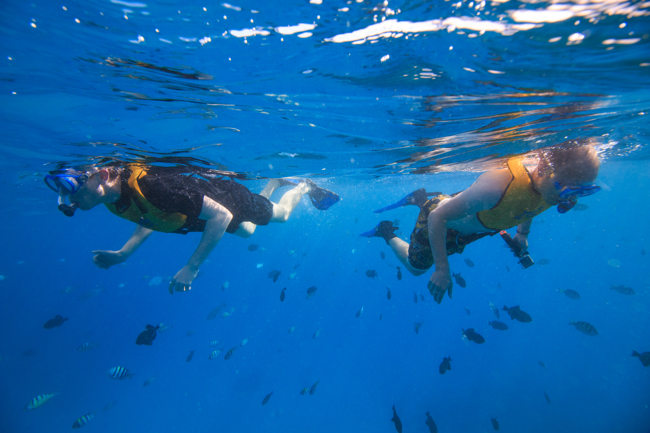 two guys snorkeling with fish in waikiki