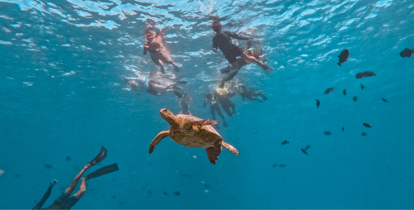 group on guided snorkeling tour in waikiki in turtle canyon