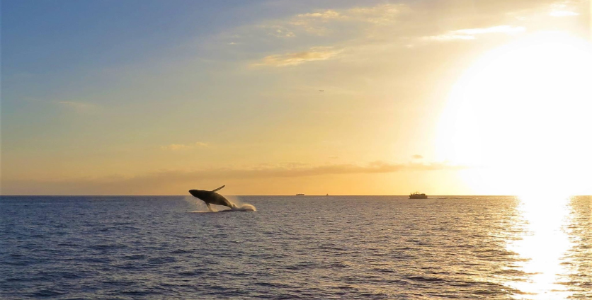 whale jumping out of ocean at sunset