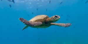 turtle in ocean off of waikiki seen on a turtle canyon snorkeling tour