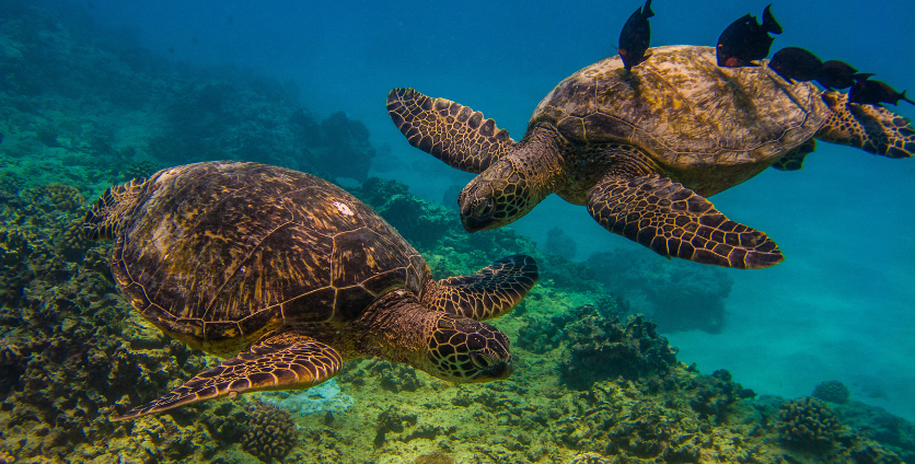 turtles and fish in waikiki seen on a turtle canyons snorkel adventure