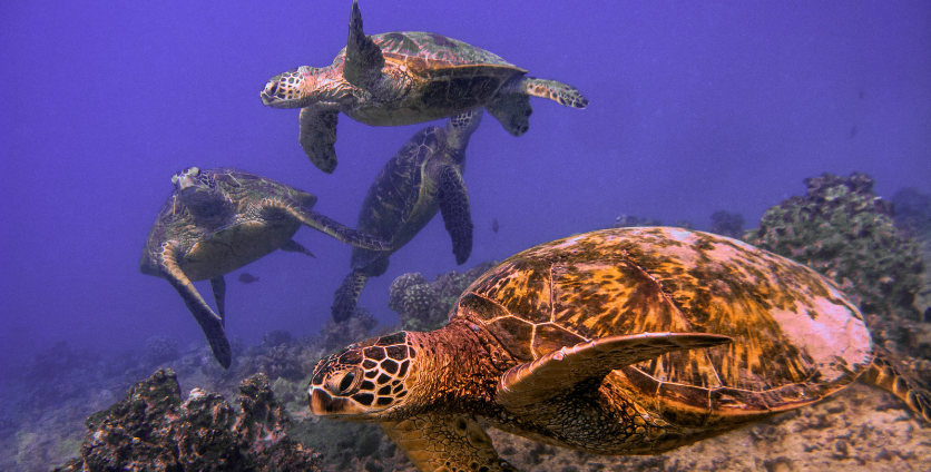 turtles in turtle canyon waikiki