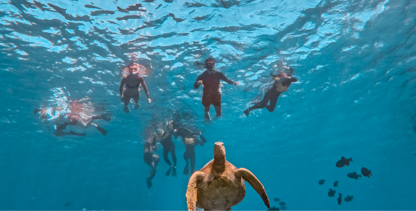 group snorkeling turtle canyons