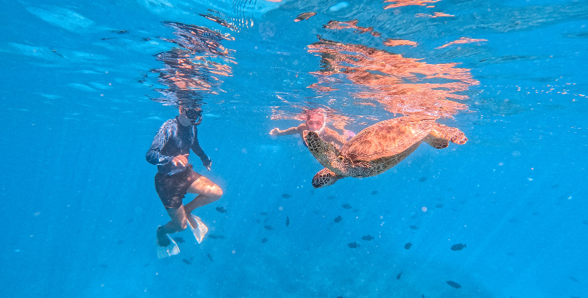 couple snorkeling in waikiki with turtles