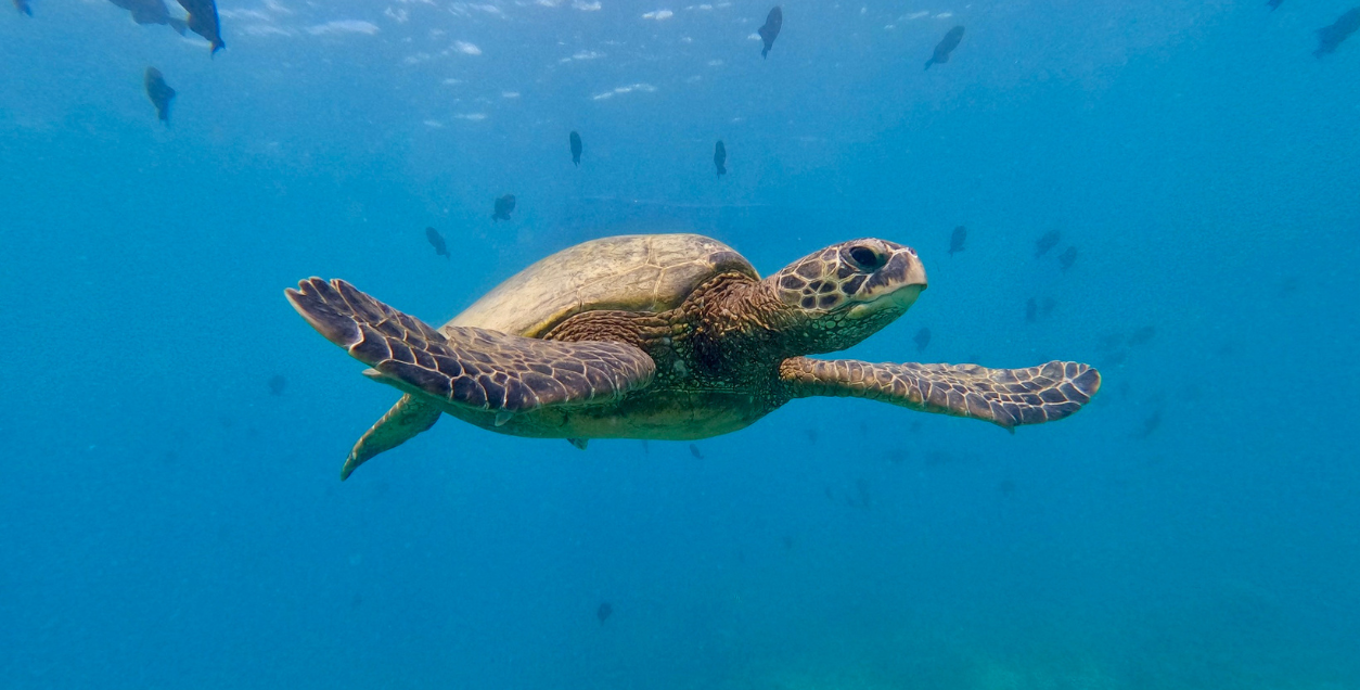 turtle in ocean off of waikiki