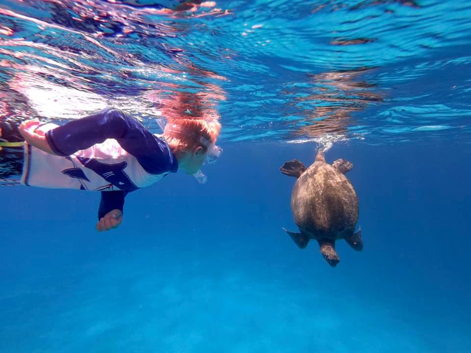 kid snorkeling with turtles in waikiki