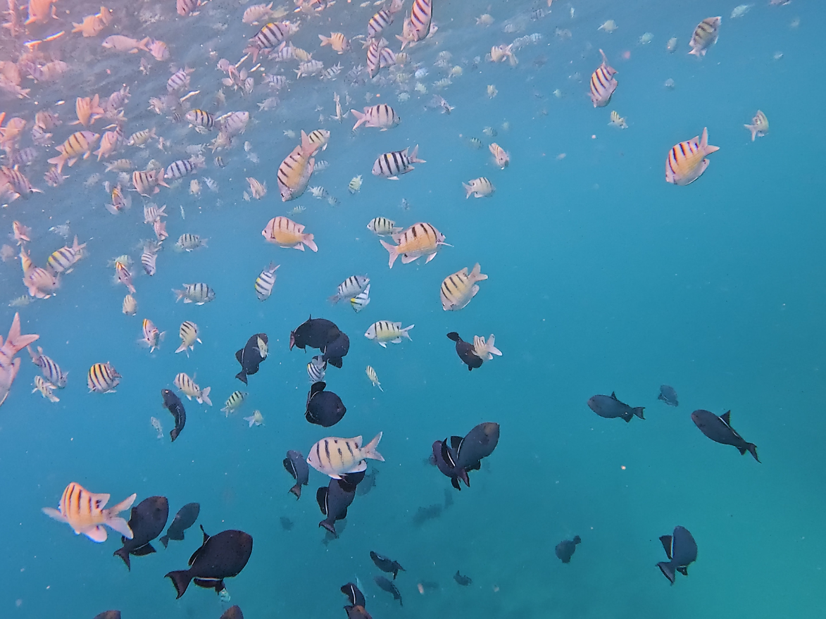 schools of fish off of ohau seen on living ocean tours