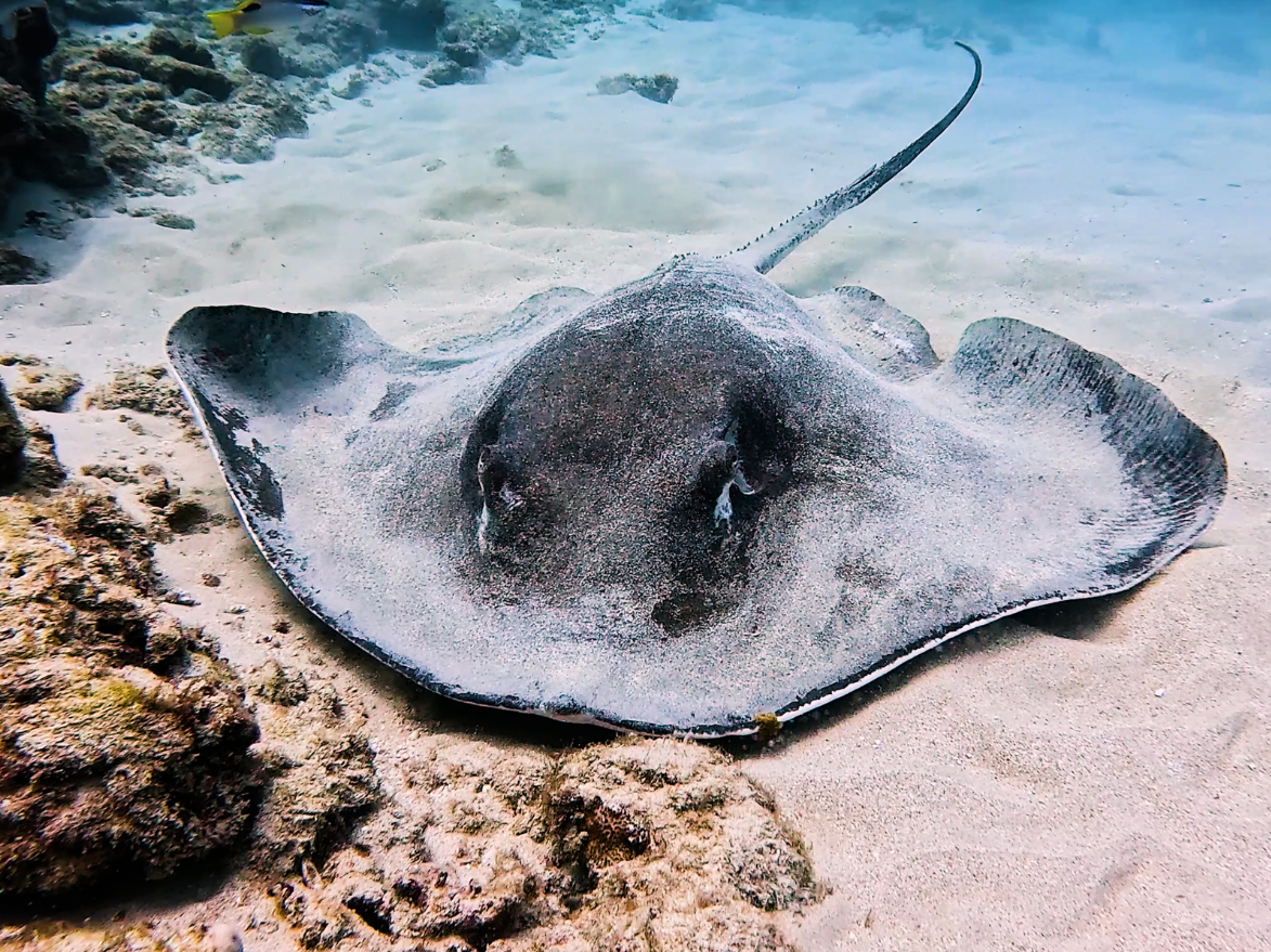 sting ray on floor of ocean off of ohau seen on living ocean tours
