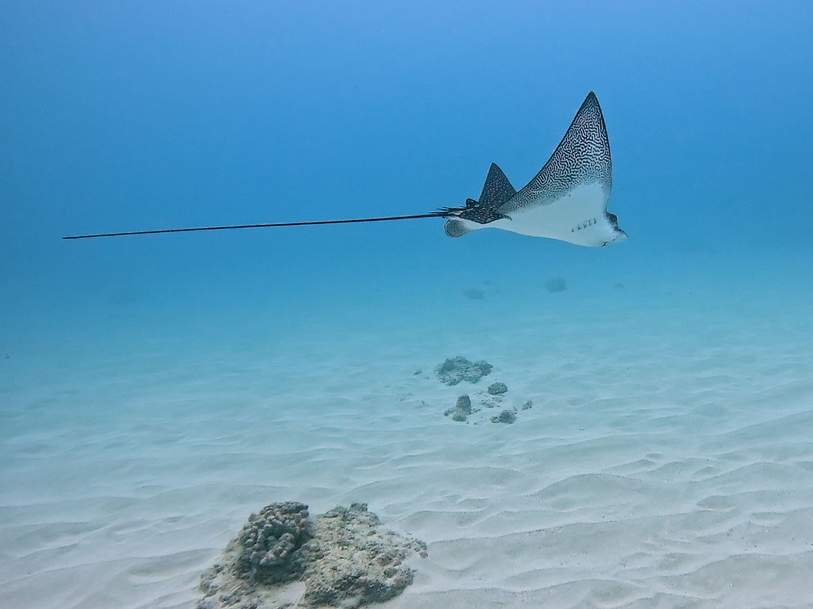 ray off of ohau seen on living ocean tours