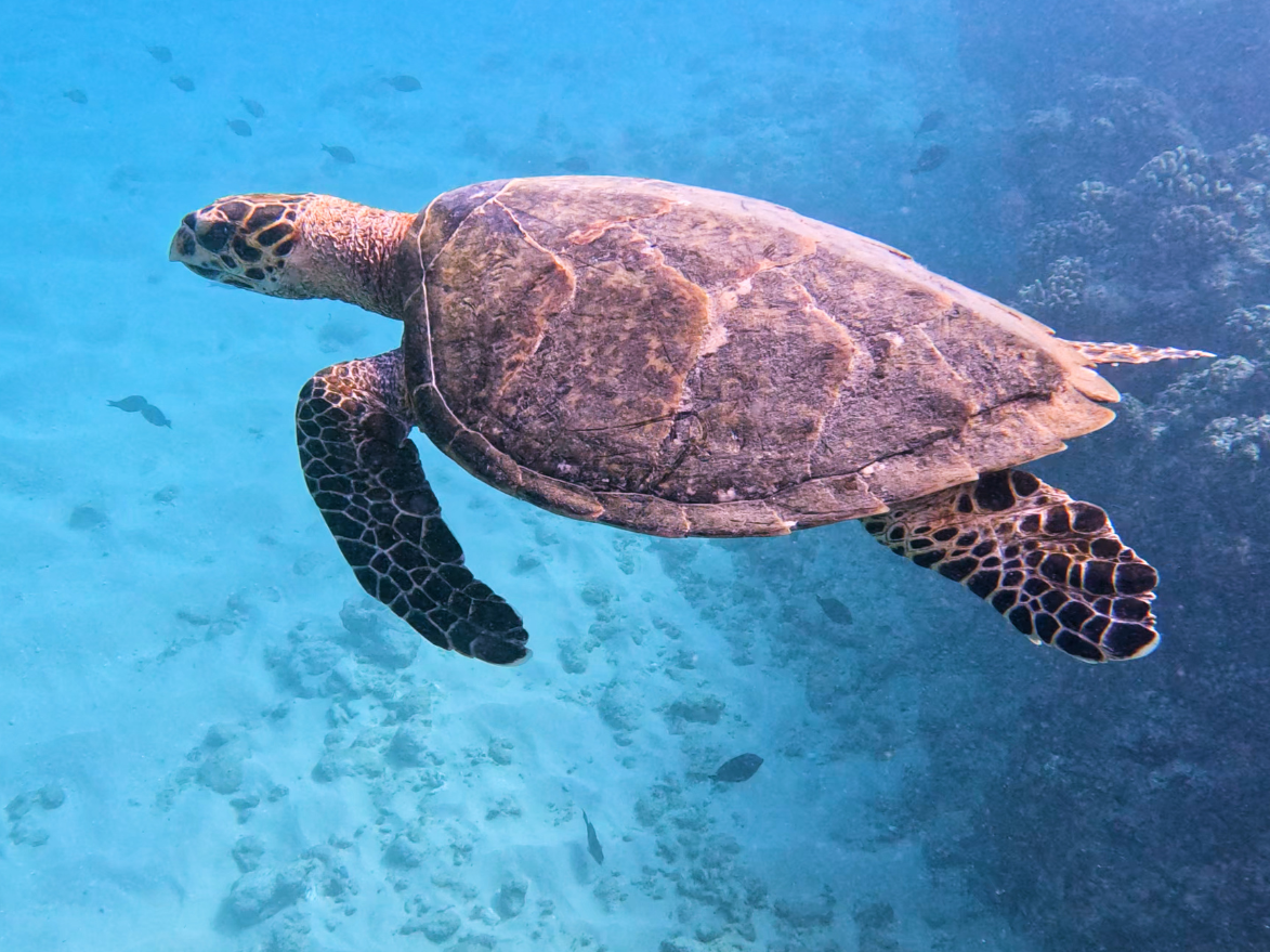 turtle off of ohau seen on living ocean tours