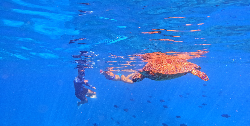 man and woman snorkeling with turtles in turtle canyons in Honolulu