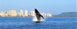 whale jumping out of water with honolulu skyline in the background