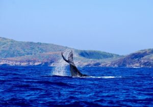 humpback whale kicking its tail out of the water