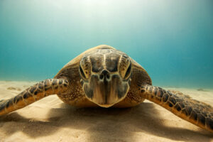 sea turtle in oahu found underwater at turtle beach