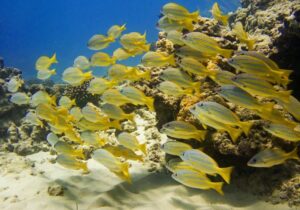 school of blue stripe snapper fish in Oahu