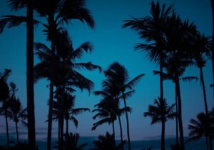 Palm trees at night on the beach in Honolulu