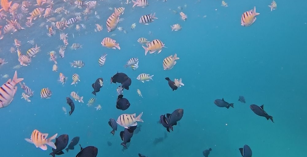 school of fish in Oahu seen snorkeling