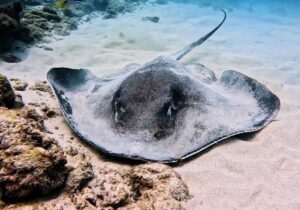 brown ray seen underwater hawaii near waikiki