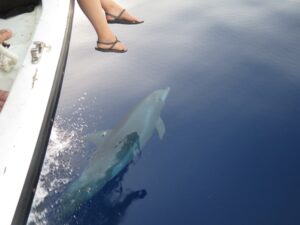 persons feet dangling off side of boat while dolphin swims underneath
