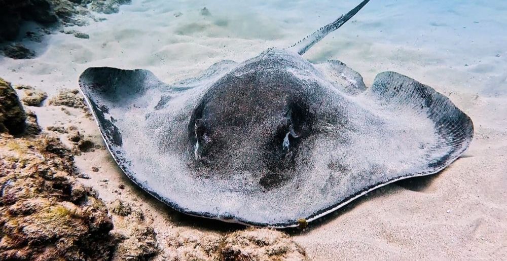 ray seen underwater hawaii while snorkeling