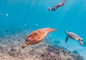person swimming with turtles on a Living Ocean Tour