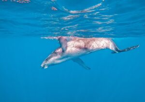 humpback whale underwater during winter in Honolulu