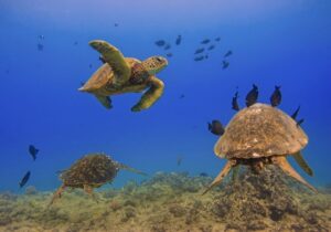 sea turtles and fish in deep blue ocean water