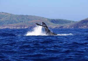whale fin flipping out of the water during winter in Honolulu