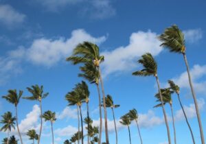 windy palm trees against the blue sky with clouds during winter in Honolulu