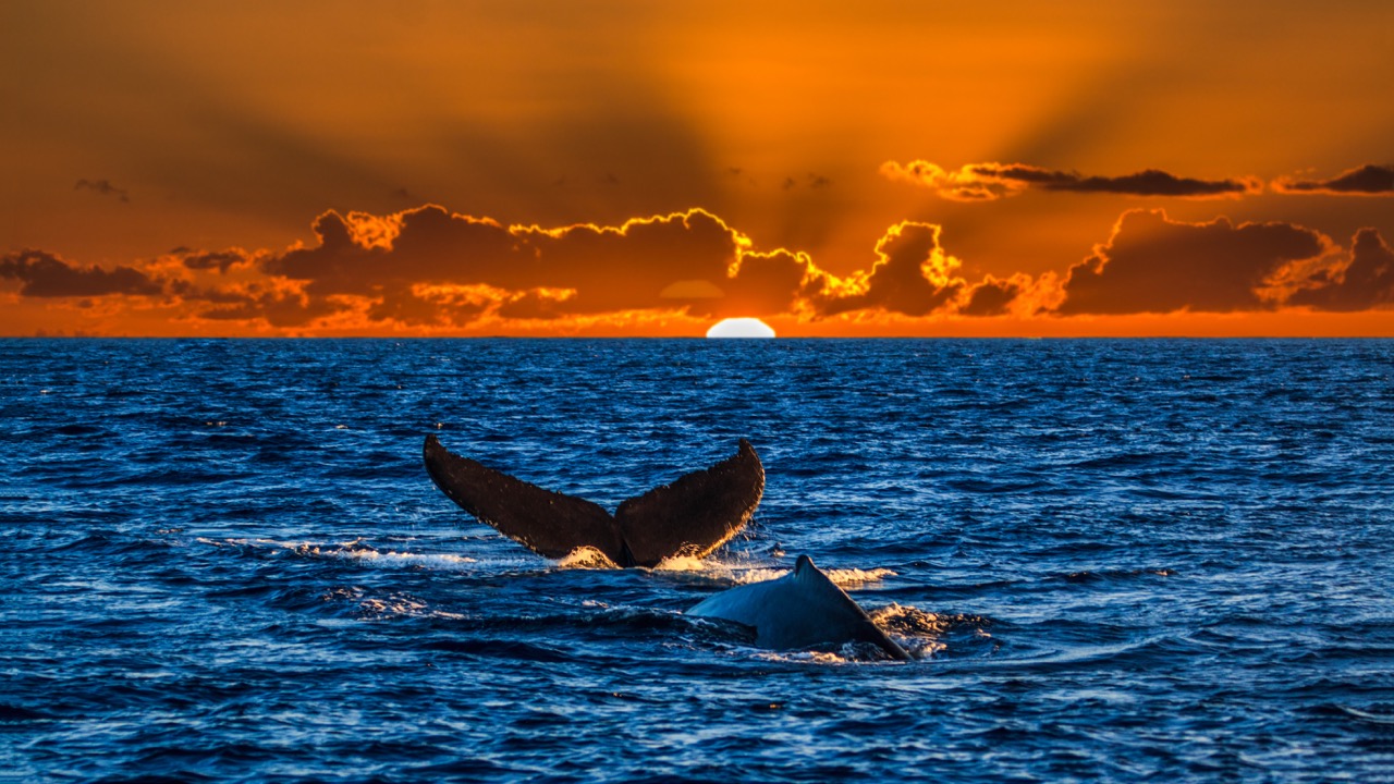 a humpback whale tail is seen in calm ocean waters with a sunset sky behind